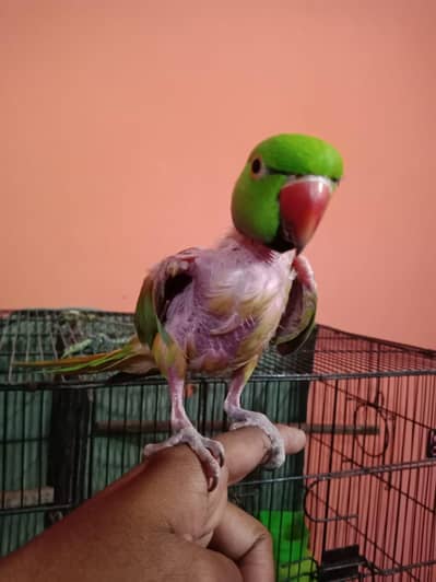 ring neck breeder male for sale hand team Hai bas feathers issue Hai