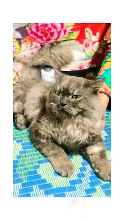 Stunning Purebred Doll-Face Persian Male - Long Coat 03414006191