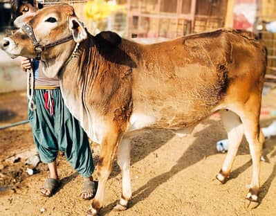 Pakki kheeri Bachri for sale Qurbani 2026/2027