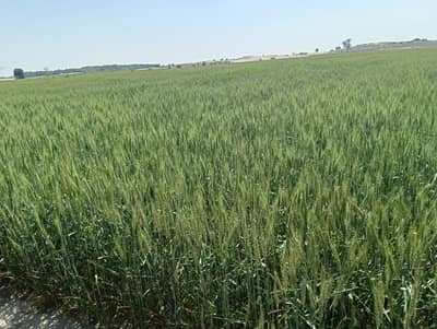 Agricultural Land Of 176 Kanal Available In Multan Bypass