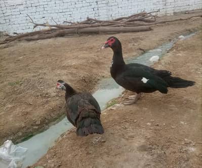 Black Muscovy ducks for sale contact number 03157567007