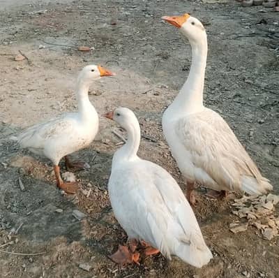 Healthy White Ducks (1 Male, 2 Females Egg Laying )