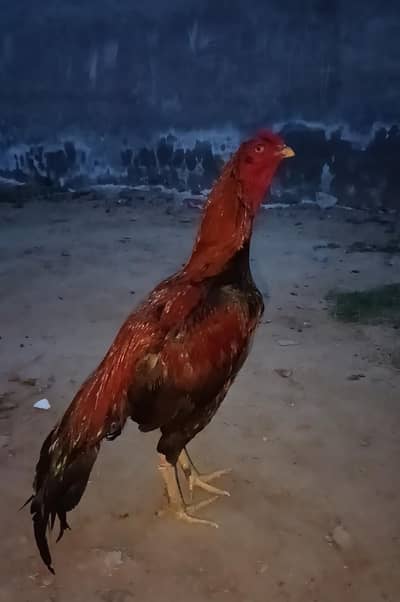 aseel  for sale/exchange