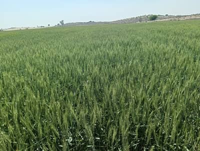 800 Kanal Agricultural Land Sale From Multan 30 Km