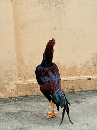 Lakha Mianwali Aseel patha