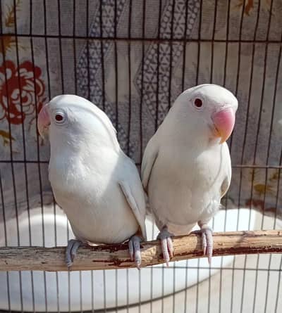 1 pair of albino Red eye and 1 lutino opline and 1 green Love bird pai