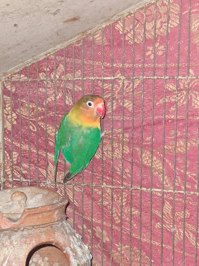 lovebirds breeder pair for sale