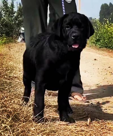 Labrador male for sale for sale