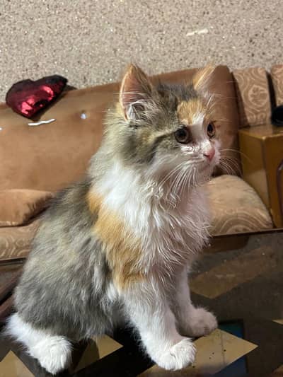 3 kittens Urgent Sale 2 male nd 1 female