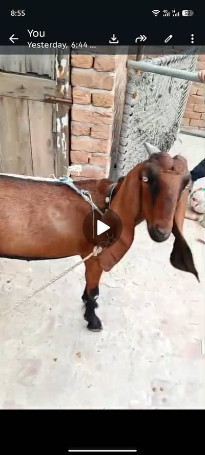 healthy and active nagri bakri