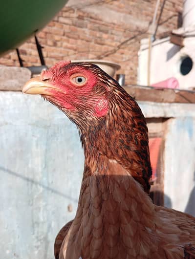 Health and Active Madi