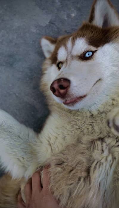 huskey dog odd eyes