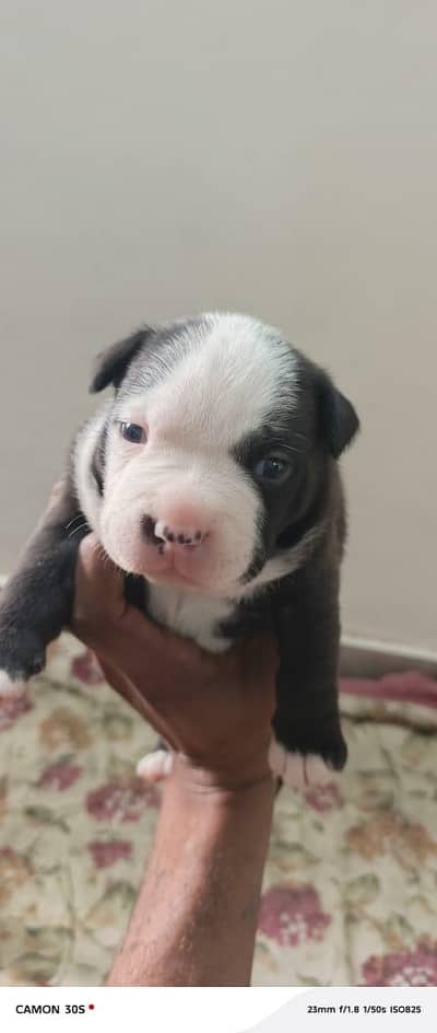 pitbull male and females both available at good prices. 03234080093