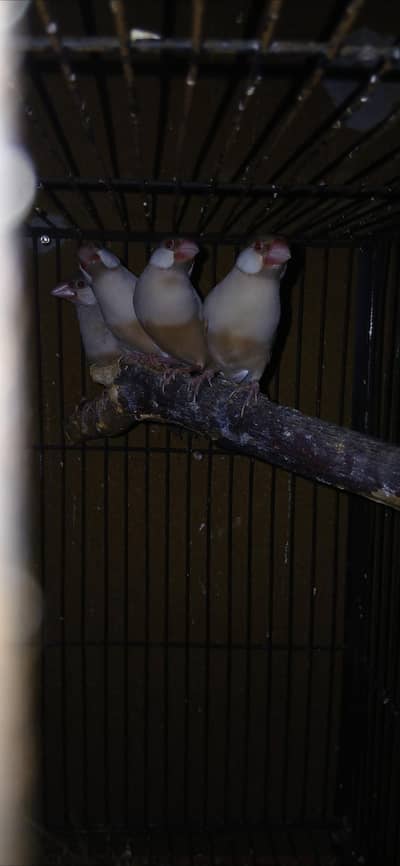 2 pair fawn java for sale breeder agr 1.5 years +