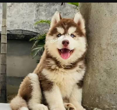 husky puppies 03111968618