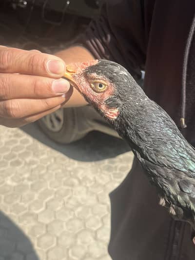 PURE DESI ASEEL MURGI