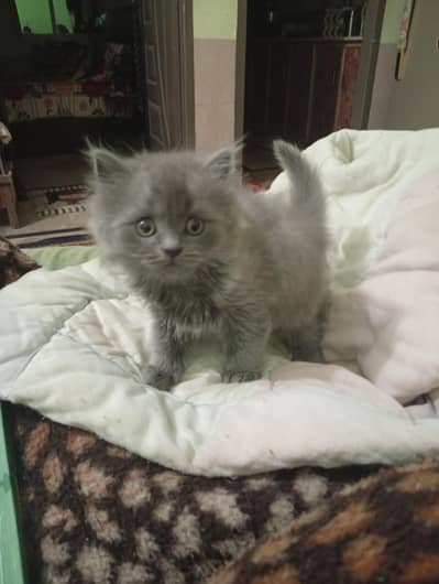 my cat was Persian . My cat was very healthy.