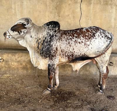 Nasli cholistani bachra. Qurbani 2026