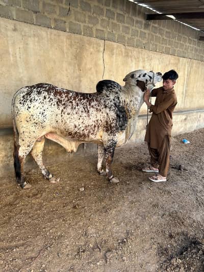 Nasli cholistani bachra. Qurbani 2026