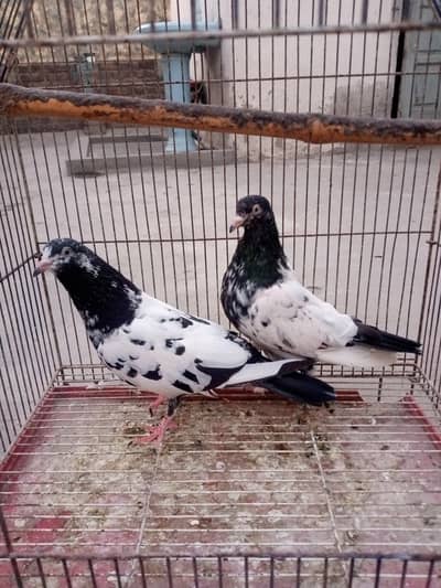 رامپوری جوڑأ