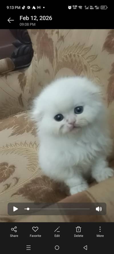 Scottish fold females kitten