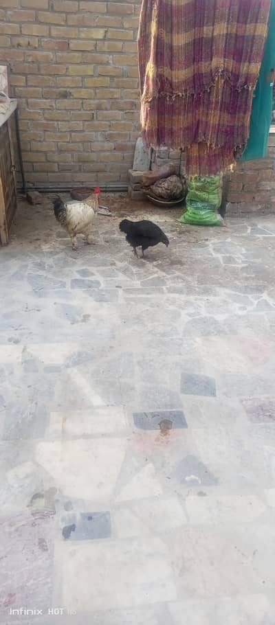 Murgha Murghi Ki Behtatreen jorha for sell.