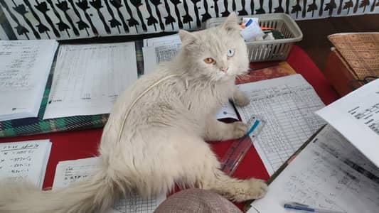 Persian cat with different eyes for sale.