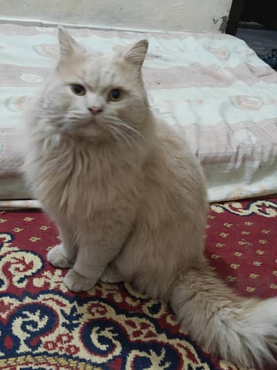Persian Cat / Long-haired, very fluffy, light cream / off-white color