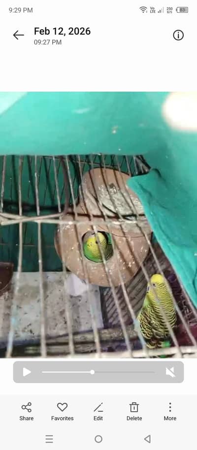 Australain breeder pair 03066623459