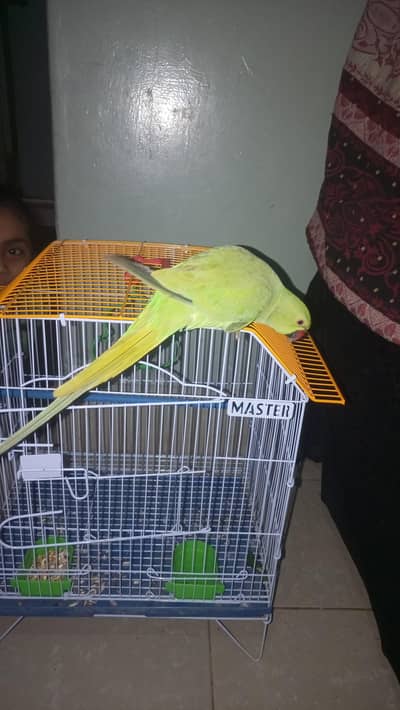 parrot