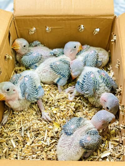 MASHA ALLAH kashmiri Raw Healthy Chicks Available in kharian