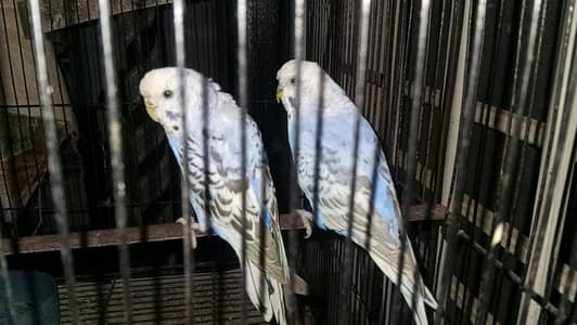 Australian budgies 6 pairs for sale