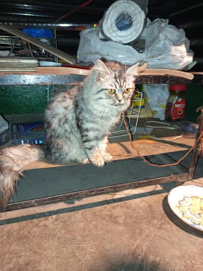 Pure Persian triple-coated