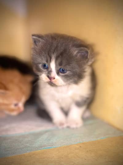 Persian kittens cute fluffy double coat