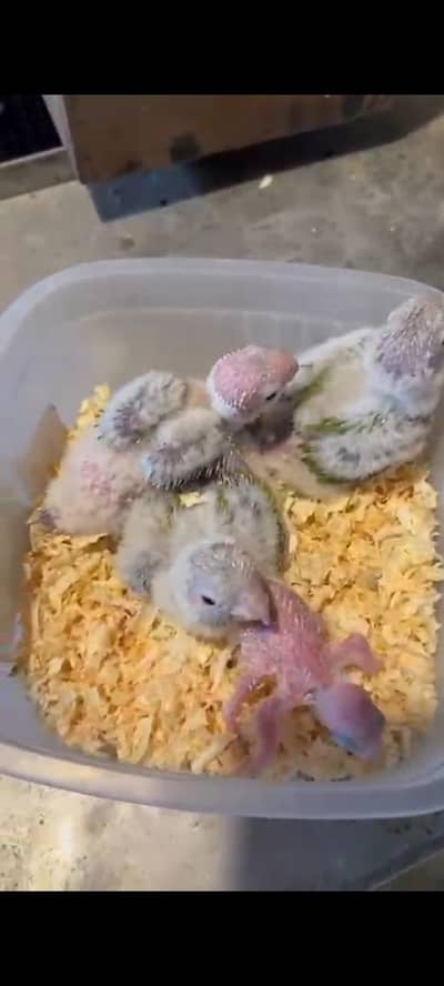 Conor | pineapple | chicks | hand feed chicks