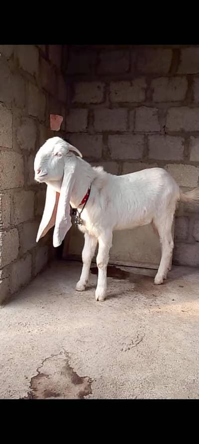 Pure Rajanpuri Gulabi