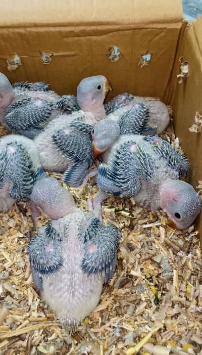 MASHA ALLAH kashmiri Raw Healthy Chicks Available in kharian