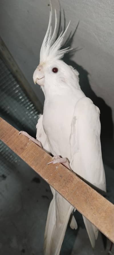 eno cocktail breeder pair red eyes