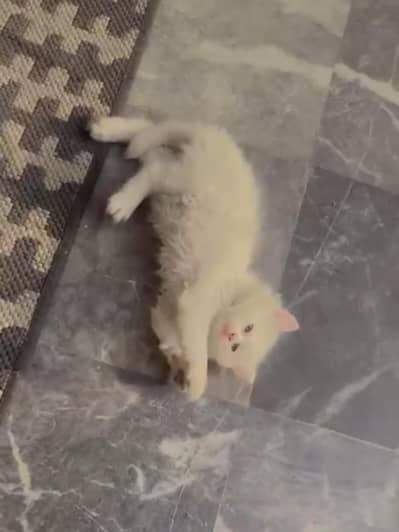 Persian White Beauty Pair for Sale – Healthy & Active