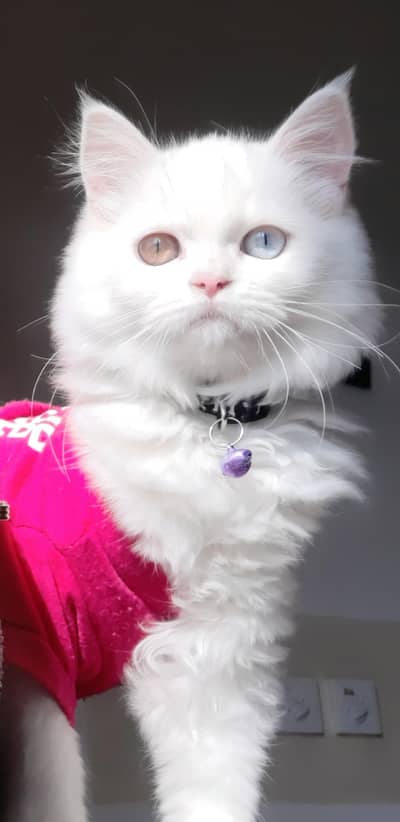 2 color eyes double coat Persian cat