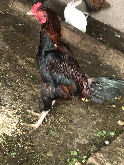 Aseel murgah for sale