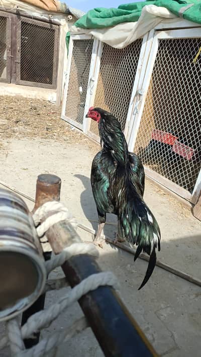 Lasani Mianwali Muska Aseel Pair