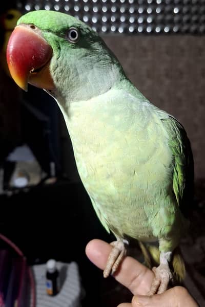 Alexandrine parrot