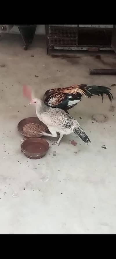 aseel murga for urgent sale