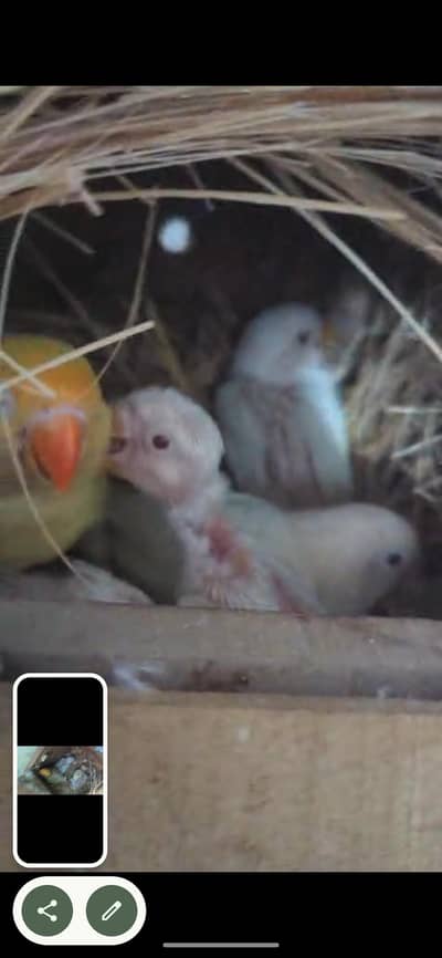 albino red eye to creamino  breader pairs with fertile eggs and chicks