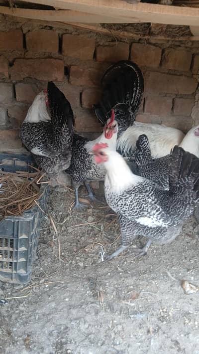Fayumi % Australorp Eggs