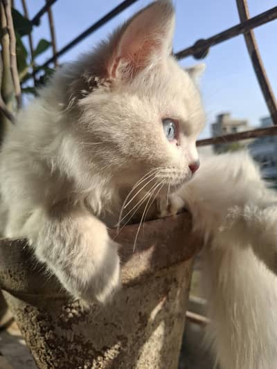 turkish angora