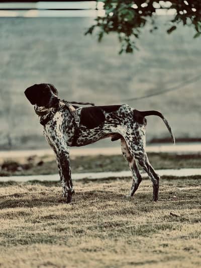 German pointer