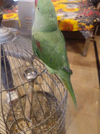 Raw kashmiri pahari parrot