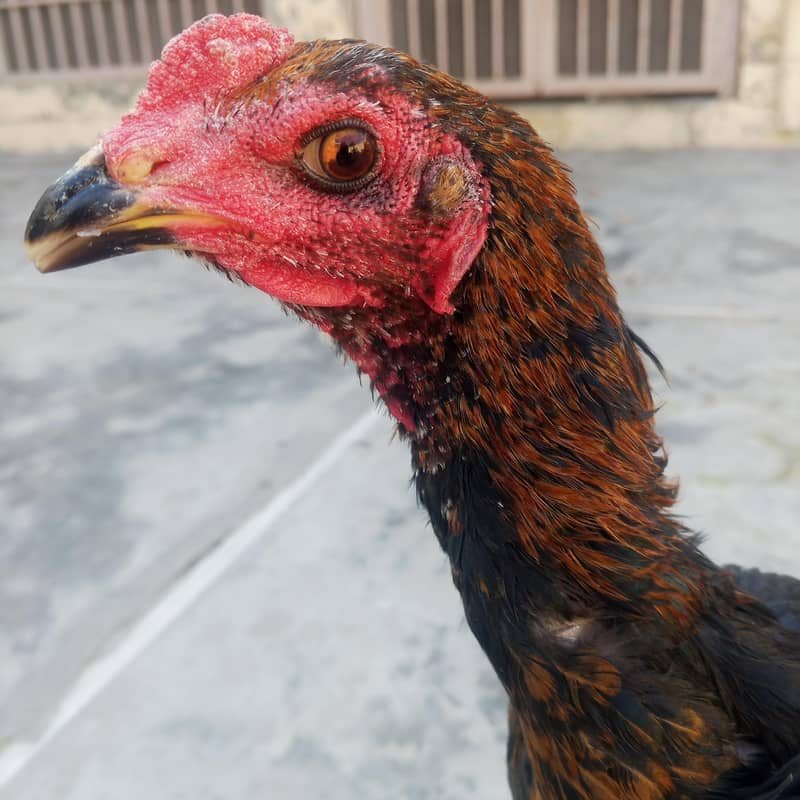 تھائی 0